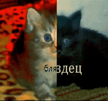 a picture of a kitten and a picture of a black cat with russian writing on it