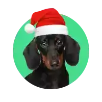 a dachshund wearing a red santa hat on a green background