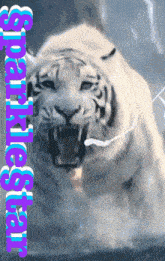 a picture of a white tiger with the words " sparklestar " below it