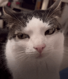 a close up of a cat 's face with a serious look on his face