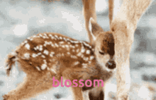 Blossom Blossomcore GIF