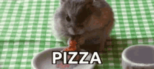 pizza rat