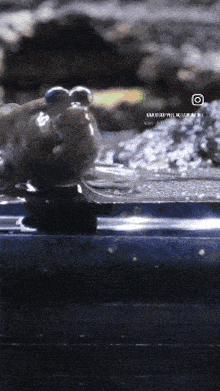 a close up of a frog with a watermark that says ' a ' on it