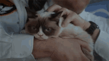 Grumpy Pets - Grumpy Cat GIF - Grumpy Cat Pets Petting GIFs