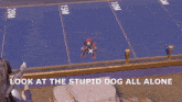 a screenshot of a video game with the words look at the stupid dog all alone