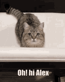 Oh Hi Alex Hi GIF - Oh Hi Alex Hi Alex GIFs