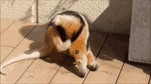 a small brown and black animal laying on a wooden surface