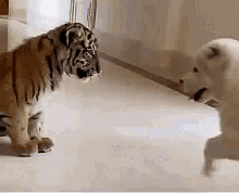 Tiger Cub Dog GIF - Tiger Cub Dog Playing GIFs