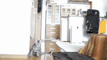 You Shall Not Pass GIF - Animals Cat Soccer GIFs