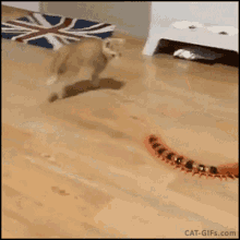 Cat Jumping GIF - Cat Jumping Fail GIFs