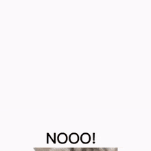 a collage of pictures of cats with the words " no huzzes " on top