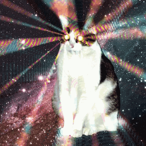 laser cat animated gif