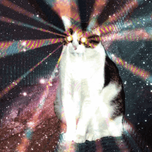 Cat Laser GIF - Cat Laser Kitten GIFs