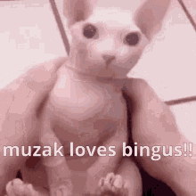 Muzak23 Bingus GIF