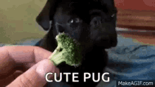 Funny Animals Cute Pug GIF