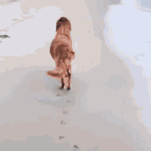 Proud Dog Dog GIF - Proud Dog Dog Dog Fun GIFs