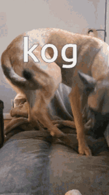 Kog GIF - Kog GIFs