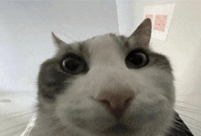 Cat Looks Inside Meme GIF