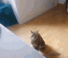 Dumb Cat Cat GIF - Dumb Cat Cat Stupidity GIFs