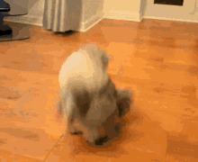 Cat Flip GIF