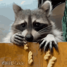 Raton Raccoon GIF - Raton Raccoon GIFs