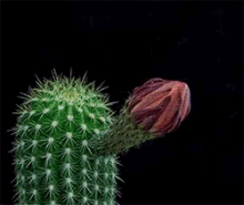Cactus Blooming GIF