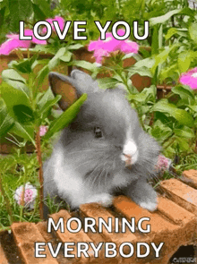 bunny morning flowers good morning everybody