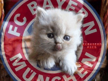 Bayern Katze GIF - Bayern Katze GIFs