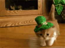 gabriel & robin ▲ luck of the irish Kitten-kittens