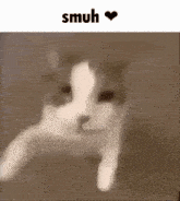 smuh cat silly silly cat kiss