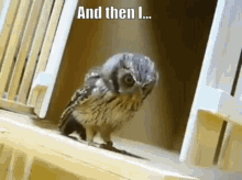 Pounce Owl GIF - Pounce Owl Eat GIFs