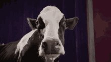 Cow Animal GIF - Cow Animal Animals GIFs