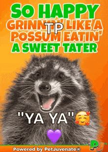 a picture of a raccoon with the words " so happy grinntp like a possum eatin a sweet tater "