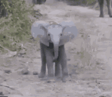Elephant Baby Elephant GIF - Elephant Baby Elephant Magodemusica GIFs