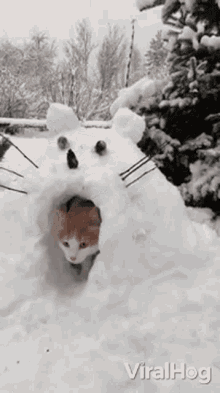 cat viralhog come out igloo snow