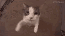 Cat Hug GIF - Cat Hug Kiss GIFs