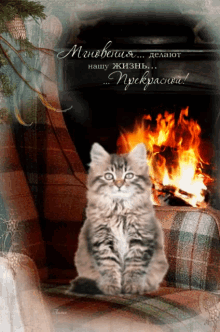 Cat Cute GIF - Cat Cute Fireplace GIFs