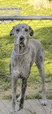 a dog behind a chain link fence with a pearl necklace around its neck
