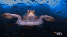 Swimming World Turtle Day GIF - Swimming World Turtle Day A Day Worth Shellabrating GIFs