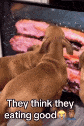 two dogs looking at a tv screen with the words they think they eating good below them