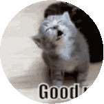 Good Night Cat Gif Sticker - Good Night Cat Gif Stickers