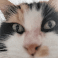 Honey Cat GIF - Honey Cat Nose GIFs