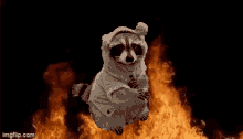 Raccoon Fire GIF