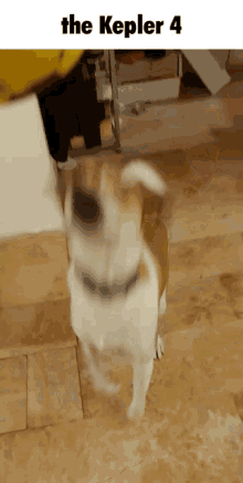 The The Kepler GIF - The The Kepler Dog GIFs