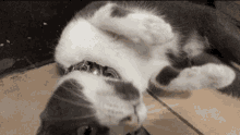 Noodum Lovely GIF - Noodum Lovely Cat GIFs