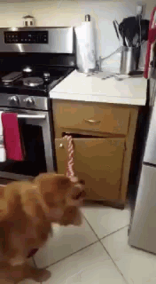 a dog is playing with a toy in the kitchen