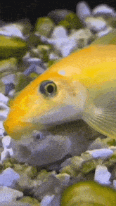 Fish Sucker GIF