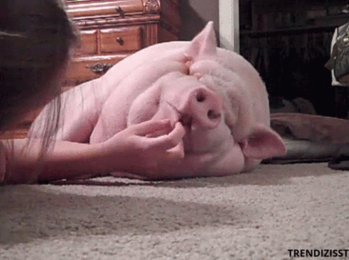 Pig Cuddling GIF - Pig Cuddling Cute GIFs