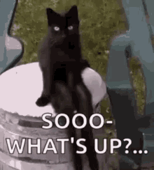 Cat Chilling GIF - Cat Chilling Kitty GIFs