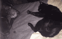Black Cat GIF - Black Cat Dog GIFs